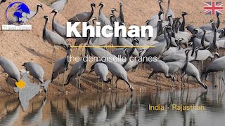 The demoiselle cranes of Khichan • Rajasthan, India